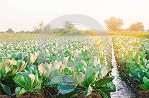 Natural watering of agricultural crops, irrigation. cabbage plantations grow in the field. vegetable rows. farming agriculture
