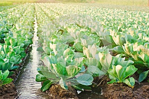 Natural watering of agricultural crops, irrigation. cabbage plantations grow in the field. vegetable rows. farming agriculture