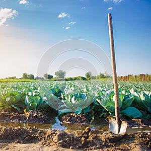 Natural watering of agricultural crops, irrigation. cabbage plantations grow in the field. vegetable rows. farming agriculture.