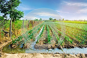 natural watering of agricultural crops, irrigation. leek plantations grow in the field. vegetable rows. farming agriculture.