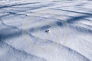 Natural wave-like ornament made by a blizzard on the snowy ground. photo