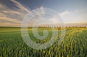 Natural waves of green corn
