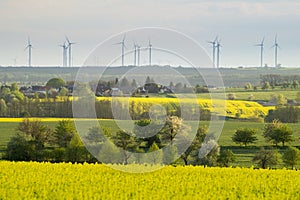 Natural waves of green corn