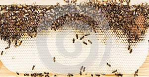 Natural wax foundation with bees