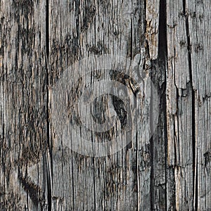 Natural Weathered Grey Tan Taupe Wooden Board, Cracked Ruined Rough Cut Sepia Wood Texture, Large Detailed Old Aged Gray Lumber