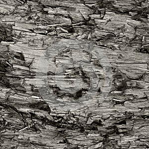 Natural Weathered Grey Taupe Brown Cut Tree Stump Texture, Large Detailed Wounded Damaged Vandalized Gray Lumber Background Wood