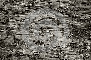 Natural Weathered Grey Taupe Brown Cut Tree Stump Texture, Large Horizontal Detailed Wounded Damaged Vandalized Gray Background