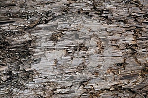 Natural Weathered Grey Taupe Brown Cut Tree Stump Texture, Large Horizontal Detailed Wounded Damaged Vandalized Gray Background photo
