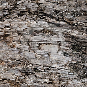 Natural Weathered Grey Taupe Brown Cut Tree Stump Texture, Large Horizontal Detailed Wounded Damaged Vandalized Gray Lumber photo