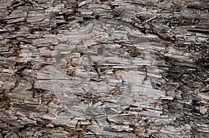 Natural Weathered Grey Taupe Brown Cut Tree Stump Texture, Large Horizontal Detailed Wounded Damaged Vandalized Gray Lumber photo