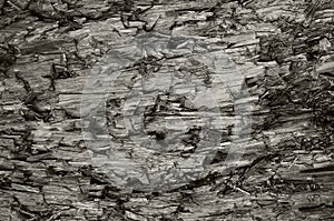 Natural Weathered Grey Taupe Brown Cut Tree Stump Texture Large Horizontal Detailed Wounded Damaged Vandalized Lumber Background photo
