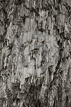 Natural Weathered Grey Taupe Brown Cut Tree Stump Texture Large Vertical Detailed Wounded Damaged Vandalized Gray Background