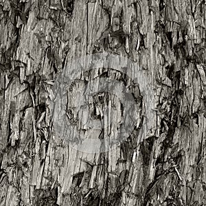 Natural Weathered Grey Taupe Brown Cut Tree Stump Texture Large Vertical Detailed Wounded Damaged Vandalized Gray Background photo