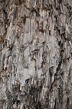 Natural Weathered Grey Taupe Brown Cut Tree Stump Texture Large Vertical Detailed Wounded Damaged Vandalized Lumber Background