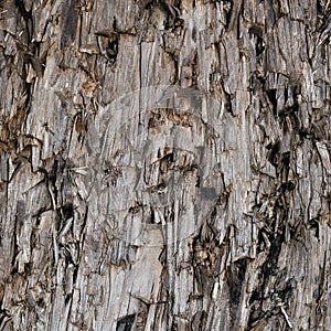Natural Weathered Grey Taupe Brown Cut Tree Stump Texture Large Vertical Detailed Wounded Damaged Vandalized Lumber Background photo