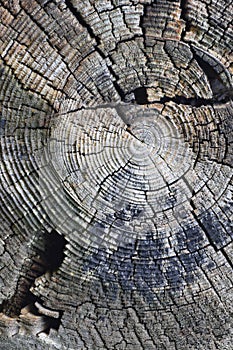 Natural Weathered Grey Taupe Brown Stump Cut Cross Section, Tree Trunk Growth Annual Rings Texture Pattern, Large Vertical