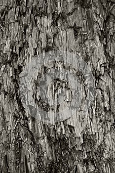 Natural Weathered Grey Taupe Cut Tree Stump Texture Large Vertical Detailed Wounded Damaged Vandalized Gray Lumber Background