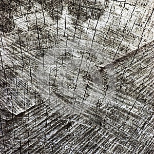 Natural Weathered Grey Tree Stump Cut Texture, Large Detailed Old Aged Gray Lumber Background Macro Closeup, Dark Black Cracked