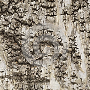 Natural weathered tree bark background