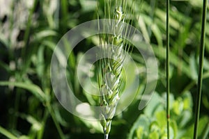 Natural Wheat Culture, Whole Grains, Homestead Gardening Permaculture Rustic Farmhouse Small Farm Garden Self Sufficiency Field