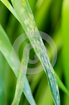 Natural wheat leaf rust disease of puccinia triticina