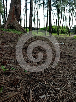 Nature place with greenery and tree