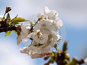 Natural white cherry blossom opn branch
