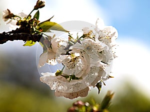 Natural white cherry blossom opn branch