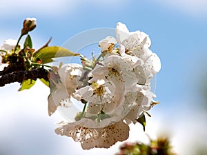 Natural white cherry blossom opn branch