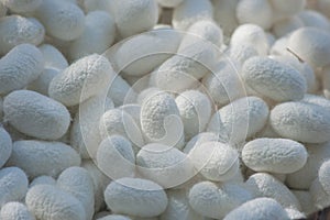 Natural white cocoon or silkworm nets, a source of silk thread.