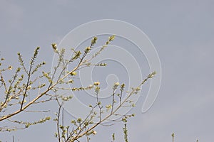 Natural white flower in india or spring time white flower