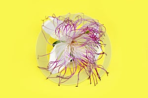 Natural white passion flower with pink stamens