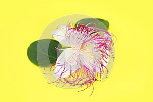 Natural white passion flower with pink stamens