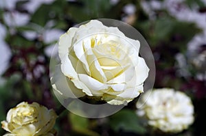 Natural white rose blossoming on a bush close-up frame