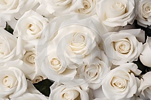 Natural white roses background