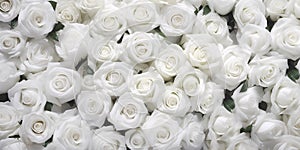 Natural white roses background