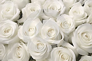 Natural white roses background