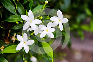 Natural white sampaguita jasmine blooming with bud inflorescence and green leaves in garden background
