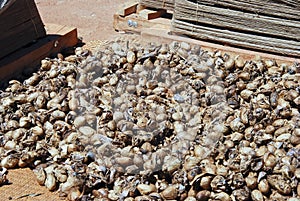 Natural white and yellow cocoon or silkworm nets