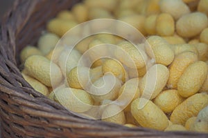 Natural white and yellow cocoon or silkworm nets.