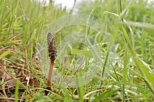 Closeup on an emerging Common horsetail plant, Equisetum arvense in a grassland