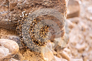 Natural wild bee swarm close-up view on a limestone rock in Hajar Mountains, United Arab Emirates