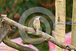 natural wild bird perched on a tree branch resting bird in nature free