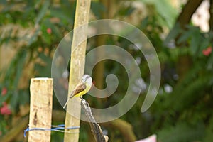 natural wild bird perched on a tree branch resting bird in nature free image