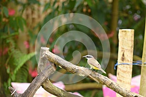 natural wild bird perched on a tree branch resting bird in nature free image