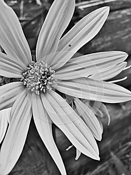 Natural Wild Floral Beauty Black And White Close Up