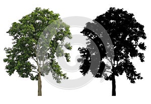 A natural wild green big tree with black alpha mask isolated on white background