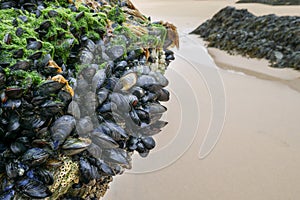 Natural and wild mussels on rocks