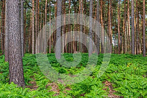 Natural, wild pine forest