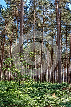 Natural, wild pine forest